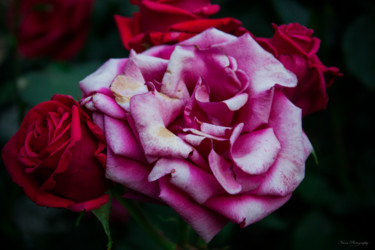 Fotografie getiteld "Rosa" door Nann Photography, Origineel Kunstwerk, Digitale fotografie