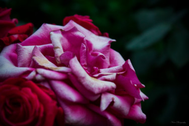 Photographie intitulée "Rosa²" par Nann Photography, Œuvre d'art originale, Photographie numérique
