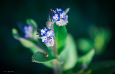 Фотография под названием "Myosotis²" - Nann Photography, Подлинное произведение искусства, Цифровая фотография