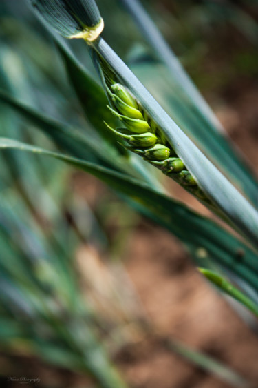 Фотография под названием "Wheat" - Nann Photography, Подлинное произведение искусства, Цифровая фотография