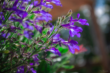 Fotografie getiteld "Lobelia erinus" door Nann Photography, Origineel Kunstwerk, Digitale fotografie