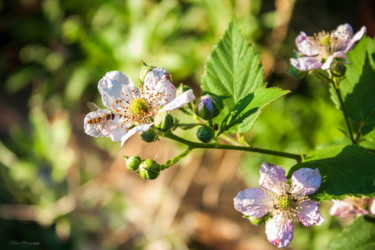 Photographie intitulée "Rosa arvensis" par Nann Photography, Œuvre d'art originale, Photographie numérique