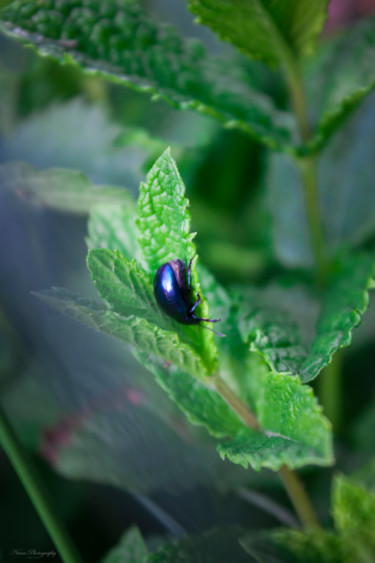 Fotografia intitolato "Chrysolina herbacea" da Nann Photography, Opera d'arte originale, Fotografia digitale