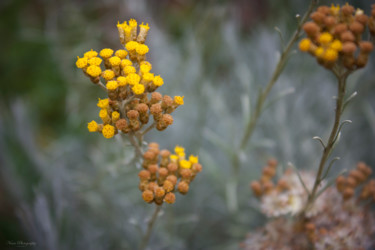 Fotografie getiteld "Helichrysum stoeshas" door Nann Photography, Origineel Kunstwerk, Digitale fotografie