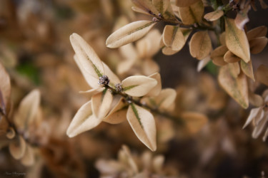 Photographie intitulée "Buxus" par Nann Photography, Œuvre d'art originale, Photographie numérique