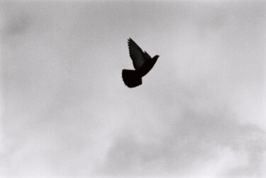 Fotografía titulada "Pigeon fly" por Yarolav Pavlov, Obra de arte original, Fotografía analógica