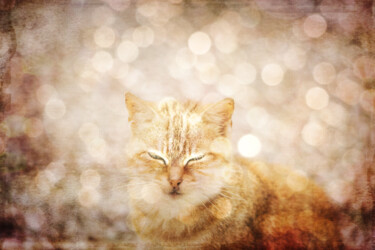 Fotografie mit dem Titel "Le rêve du chat" von Yasmina Baggili, Original-Kunstwerk, Digitale Fotografie