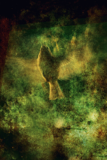 Fotografía titulada "L'oiseau curieux" por Yasmina Baggili, Obra de arte original, Fotografía digital