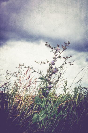 Photography titled "Wild flower" by Yasmina Baggili, Original Artwork, Digital Photography