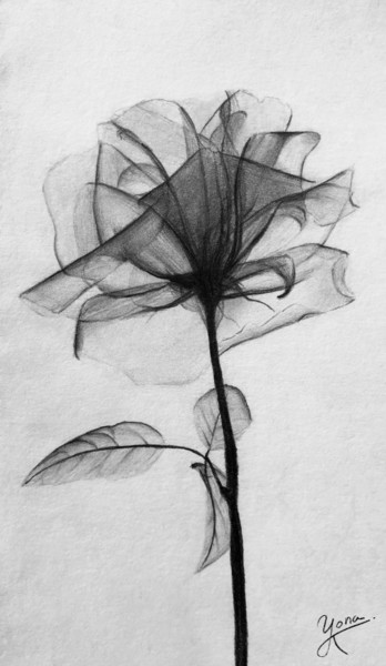 Dessin intitulée "Rose x" par Yonaart, Œuvre d'art originale, Crayon