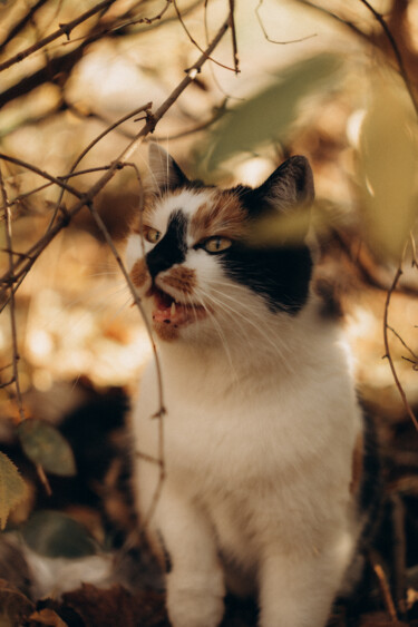 Fotografia zatytułowany „Cat happiness” autorstwa Liza Glagoleva, Oryginalna praca, Fotografia cyfrowa