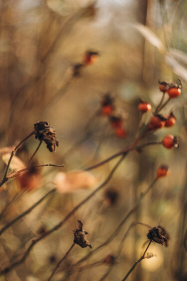 Photography titled "Berries" by Liza Glagoleva, Original Artwork, Digital Photography