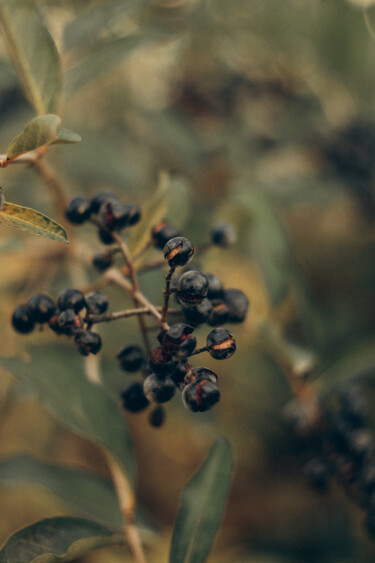 Photographie intitulée "Berries II" par Liza Glagoleva, Œuvre d'art originale, Photographie numérique