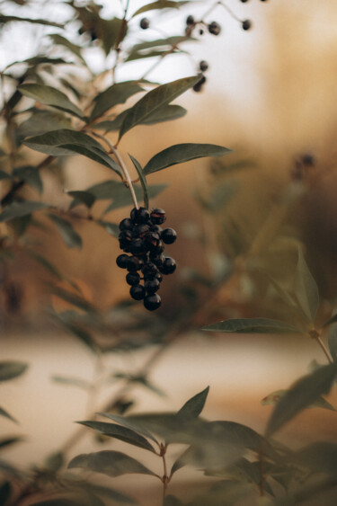 Photographie intitulée "Berries III" par Liza Glagoleva, Œuvre d'art originale, Photographie numérique