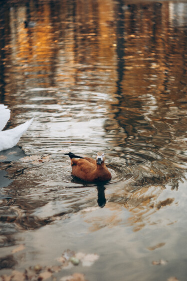 Photography titled "Happy ducks" by Liza Glagoleva, Original Artwork, Digital Photography