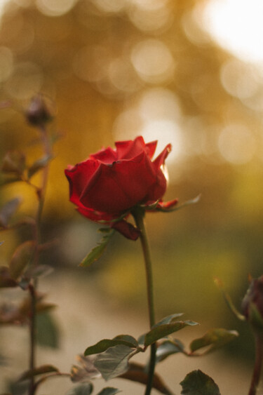 Fotografia intitolato "GOLDEN ROSE  |  UKR…" da Liza Glagoleva, Opera d'arte originale, Fotografia digitale