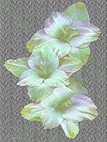 Digitale Kunst mit dem Titel "Gladiolus-5c.b." von Youri Chasov, Original-Kunstwerk, Digitale Malerei