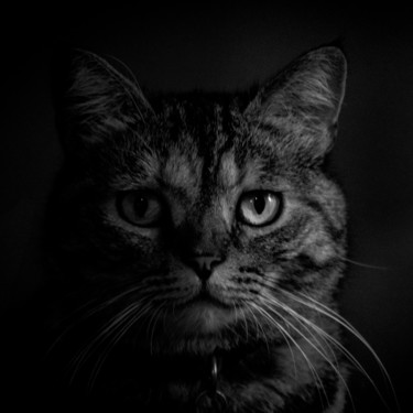Фотография под названием "Shadow cat" - Jesusky, Подлинное произведение искусства, Цифровая фотография