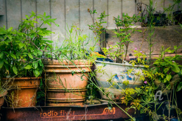 Fotografia intitulada "Flower Pots" por Yasmine Rafii, Obras de arte originais, Fotografia Manipulada