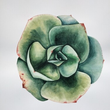 Painting titled "Echeveria" by Yulia Zhevnova, Original Artwork, Watercolor