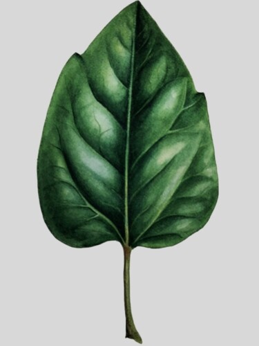 Peinture intitulée "Hibiscus leaf" par Yulia Zhevnova, Œuvre d'art originale, Aquarelle