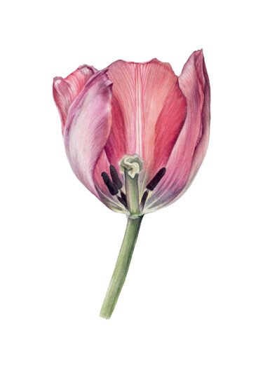 Картина под названием "Весенний тюльпан" - Yuliya Chshipachyova, Подлинное произведение искусства, Акварель