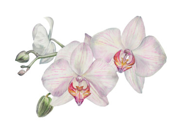 Картина под названием "Орхидея" - Yuliya Chshipachyova, Подлинное произведение искусства, Акварель