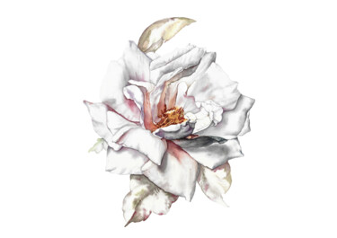 Картина под названием "Белая роза" - Yuliya Chshipachyova, Подлинное произведение искусства, Акварель