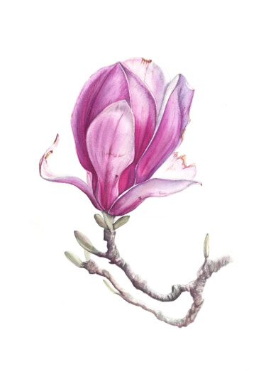 Картина под названием "Цветок магнолии" - Yuliya Chshipachyova, Подлинное произведение искусства, Акварель