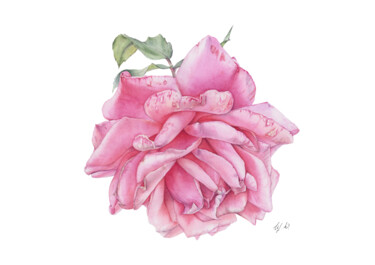 Картина под названием "Бутон розы" - Yuliya Chshipachyova, Подлинное произведение искусства, Акварель