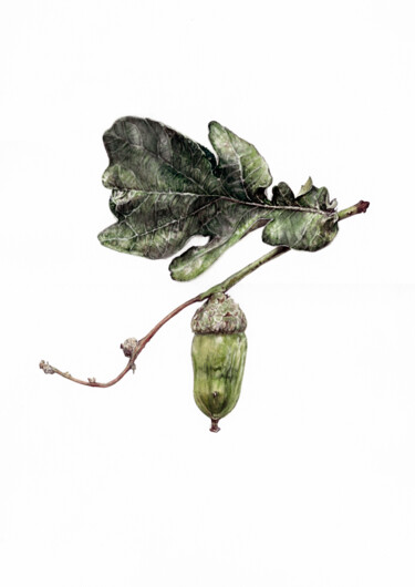 Pittura intitolato "Oak leaf-symbol of…" da Yuliya Chshipachyova, Opera d'arte originale, Acquarello