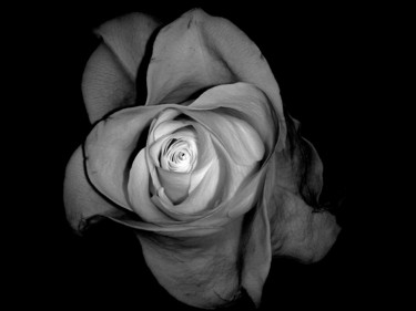 Photography titled "Rose II" by Yun Moon, Original Artwork
