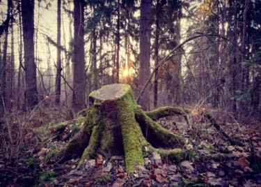 Photographie intitulée "Пень." par Yuri Ivanov, Œuvre d'art originale, Photographie numérique