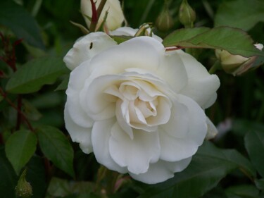 Photographie intitulée "La Rose blanche" par Yvelise Séraphin, Œuvre d'art originale, Photographie non manipulée