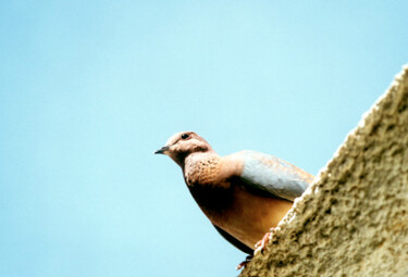 Fotografia intitolato "oiseau" da Yves Carpentier, Opera d'arte originale