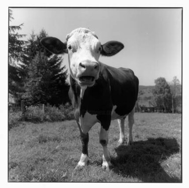 Photographie intitulée "vache" par Yves Carpentier, Œuvre d'art originale