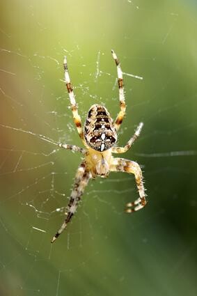 Photographie intitulée "Araignée" par Yves Carpentier, Œuvre d'art originale