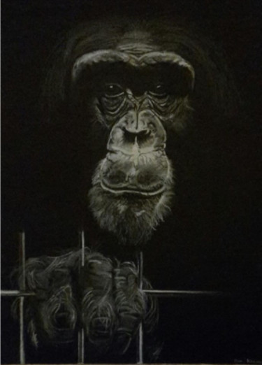 Drawing titled "Bonobo" by Yves Koehl, Original Artwork, Pastel