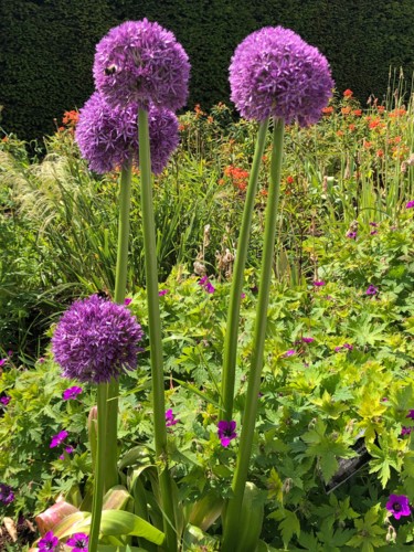 Фотография под названием "Purple Dandelion" - Zana Sucic, Подлинное произведение искусства, Цифровая фотография