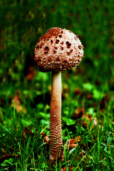 Photographie intitulée "Agaricus-bisporus" par Zed Tomas Tom, Œuvre d'art originale, Photographie numérique