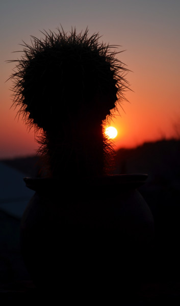 Fotografie getiteld "Cactus" door Zed Tomas Tom, Origineel Kunstwerk, Digitale fotografie