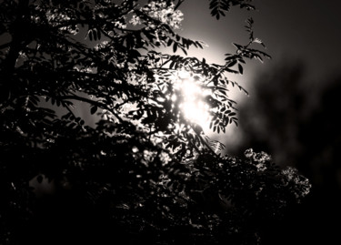 Photography titled "Evening-light" by Zed Tomas Tom, Original Artwork, Digital Photography