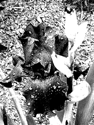 Black Iris Digitale Künste mit dem Titel "Black Iris" von Narine Mailyants, Original-Kunstwerk, Foto-Montage