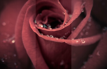 摄影 标题为“带露珠的玫瑰花” 由斋 一刀, 原创艺术品, 数码摄影