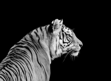 Photography titled "虎" by Zhai Yi Dao, Original Artwork, Digital Photography