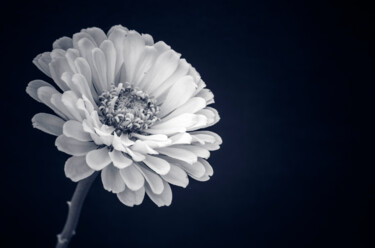 摄影 标题为“菊花” 由斋 一刀, 原创艺术品, 数码摄影