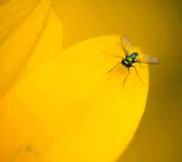 Photographie intitulée "停在花瓣上的苍蝇" par Zhai Yi Dao, Œuvre d'art originale, Photographie numérique
