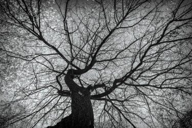 摄影 标题为“树冠” 由斋 一刀, 原创艺术品, 数码摄影