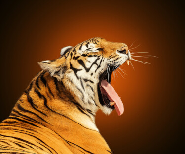 Fotografie mit dem Titel "虎啸" von Zhai Yi Dao, Original-Kunstwerk, Digitale Fotografie