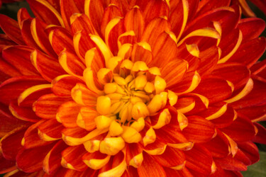 摄影 标题为“盛开的菊花” 由斋 一刀, 原创艺术品, 数码摄影